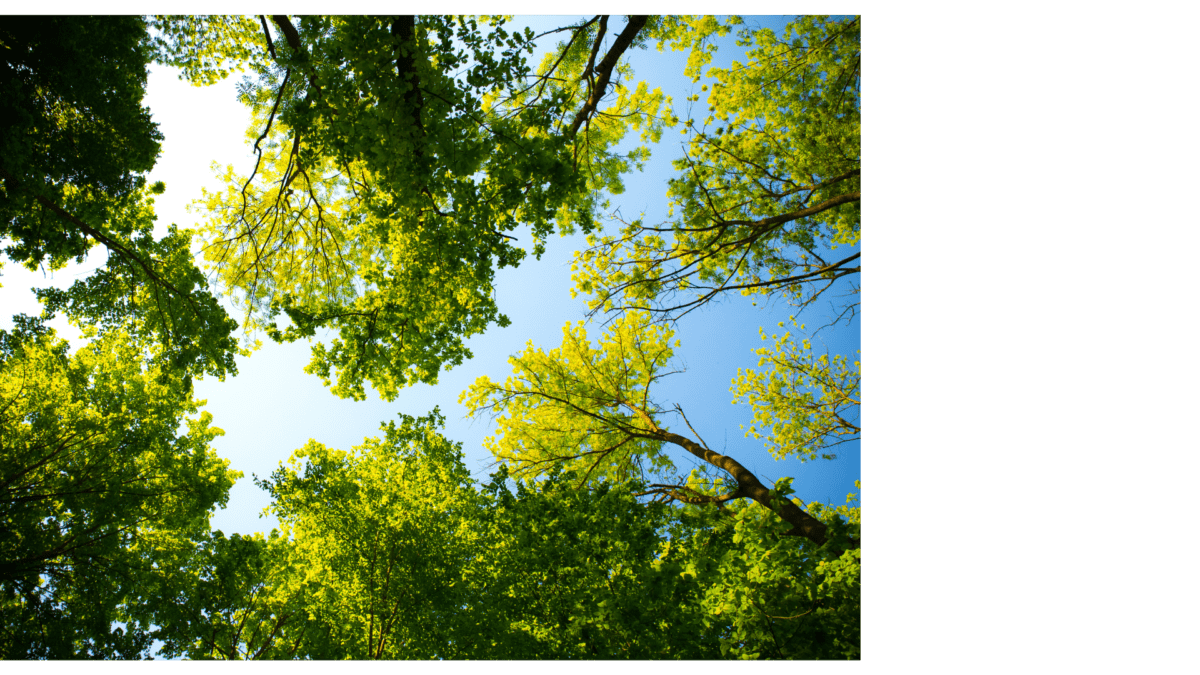 Park trees from below